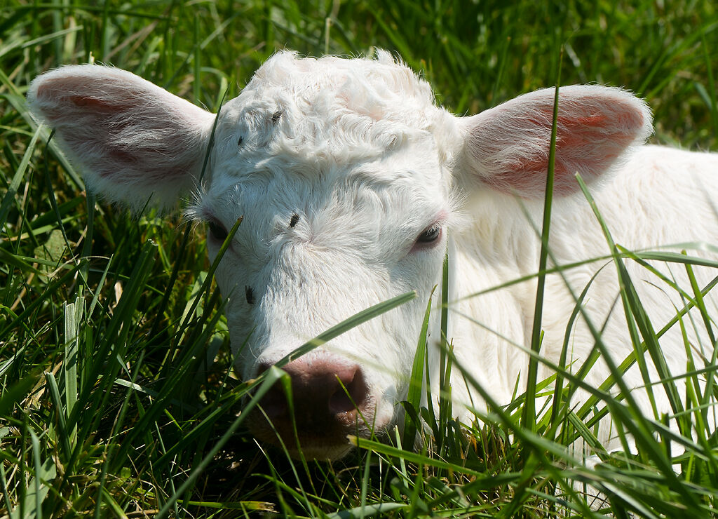 Newborn calf Glenda